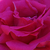 Różowy  - Róża pnąca climber - Zéphirine Drouhin